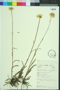 Helenium pinnatifidum image