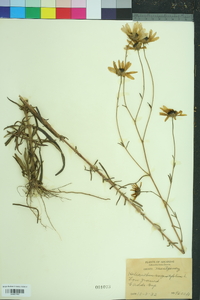 Helianthus angustifolius image