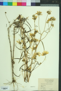 Helianthus angustifolius image