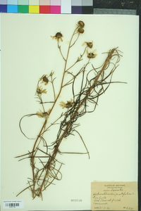 Helianthus angustifolius image