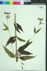 Helianthus decapetalus image