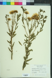 Heterotheca camporum image