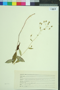 Hieracium paniculatum image