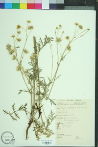 Hymenopappus scabiosaeus image