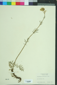 Hymenopappus scabiosaeus image