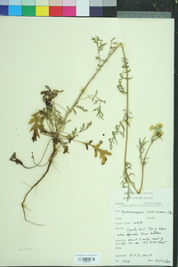 Hymenopappus scabiosaeus image