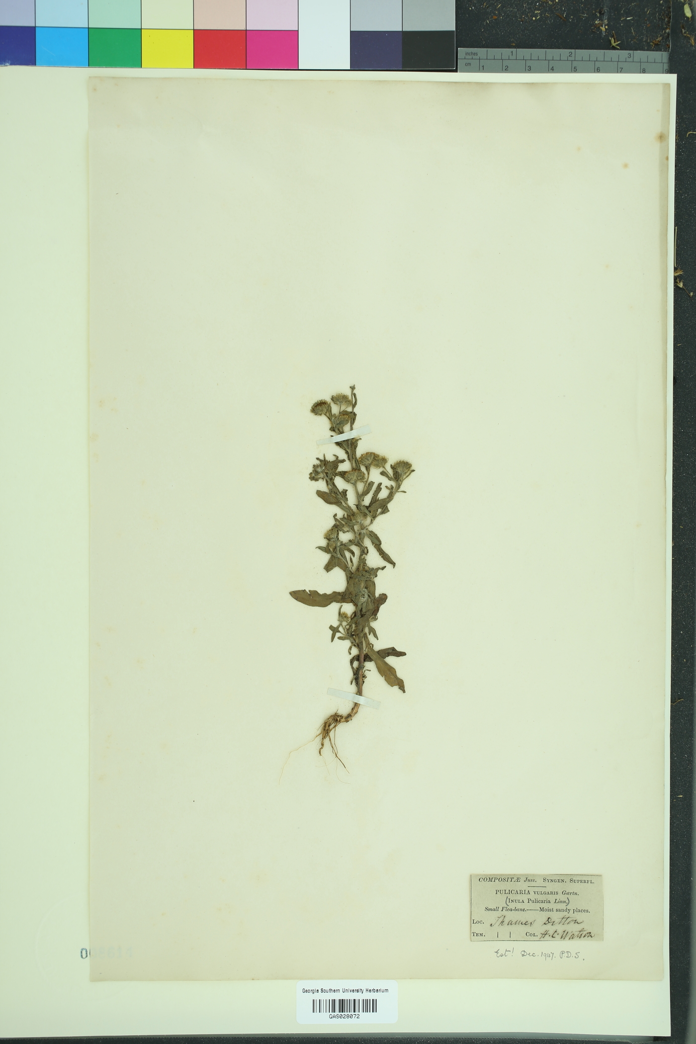Inula pulicaria image