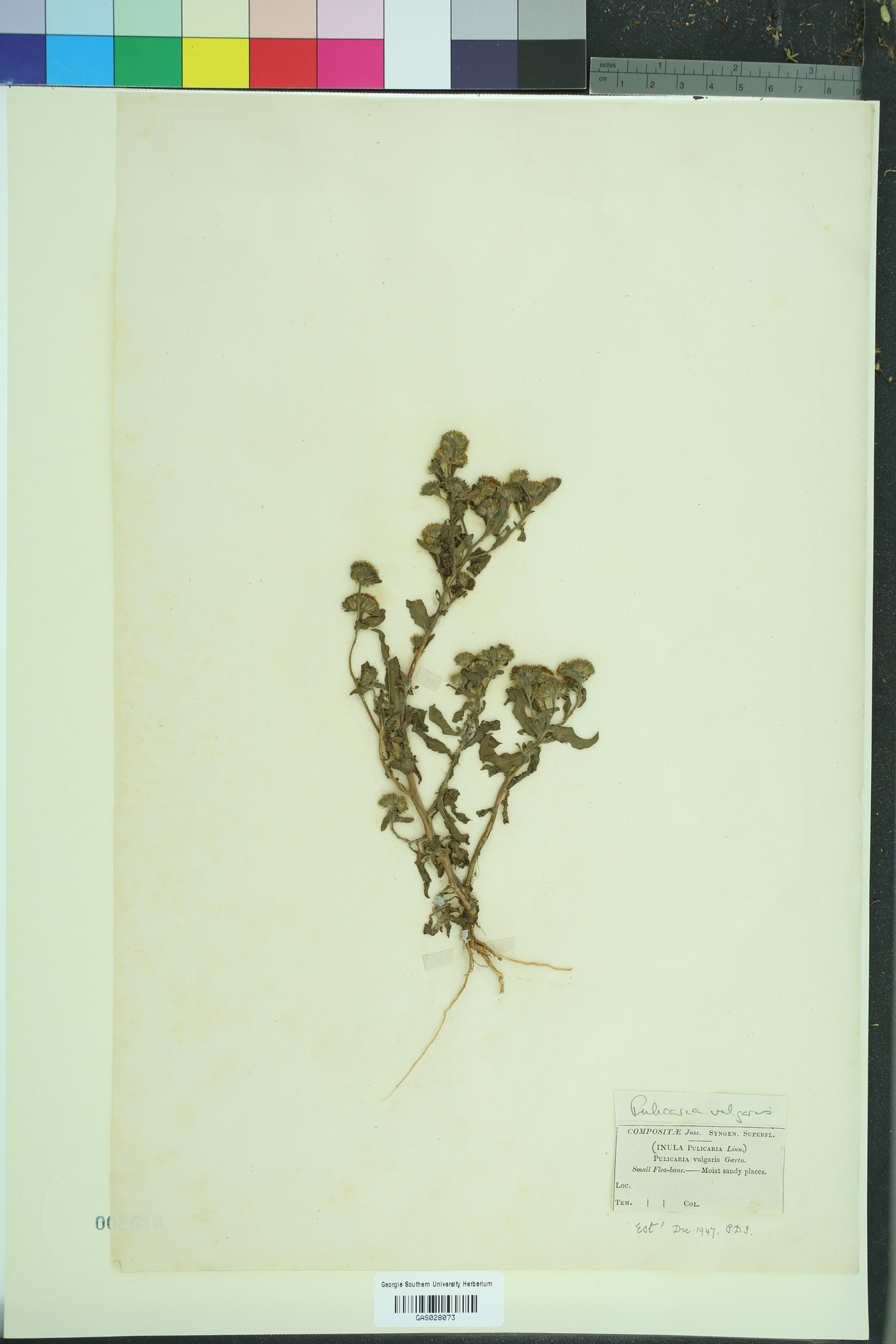 Inula pulicaria image