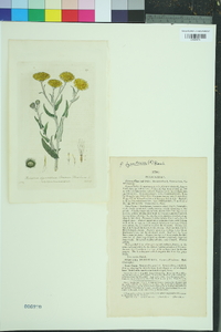 Inula pulicaria image