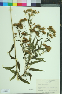 Brickellia eupatorioides image