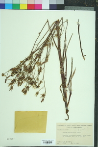 Lactuca graminifolia image