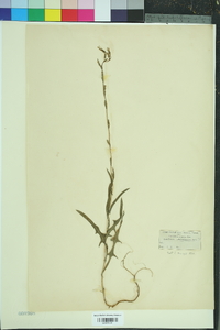 Lactuca saligna image