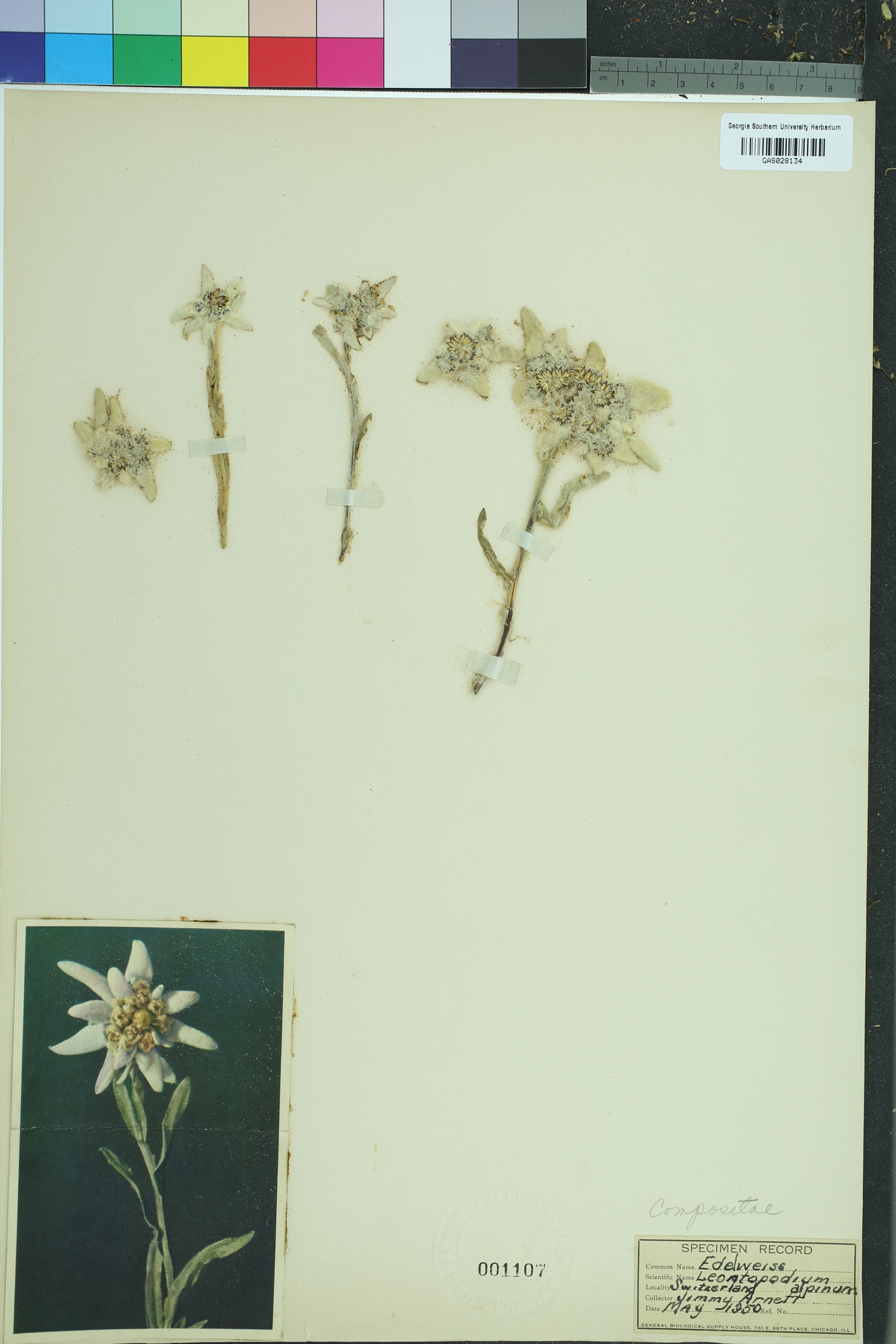 Leontopodium brachyactis image