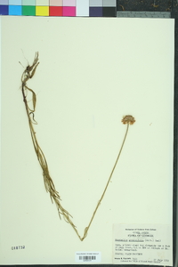 Marshallia graminifolia image