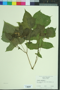 Polymnia canadensis image