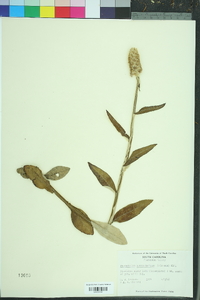 Pterocaulon pycnostachyum image