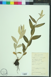 Pterocaulon virgatum image