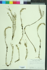 Sclerolepis uniflora image