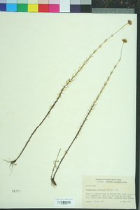 Sclerolepis uniflora image