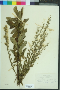 Solidago petiolaris image