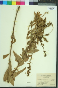 Solidago petiolaris image