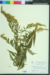 Solidago patula image