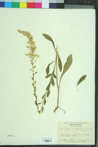 Solidago puberula image