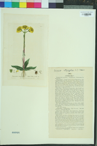 Senecio integrifolius image