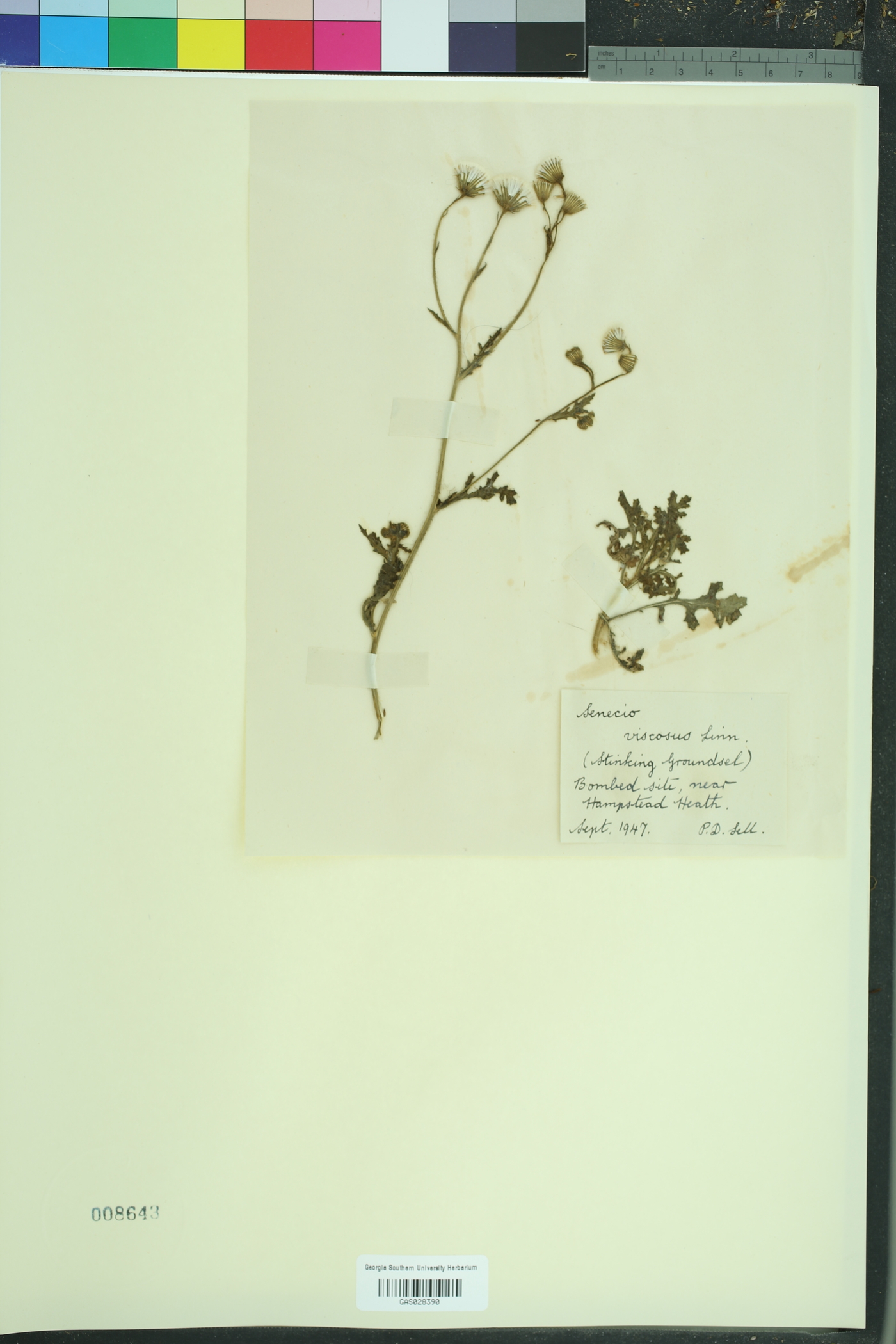 Senecio viscosus image