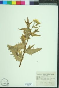 Silphium asteriscus image