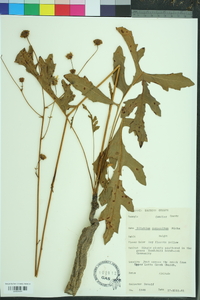 Silphium compositum image