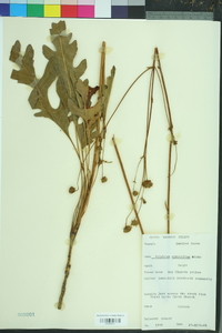 Silphium compositum image