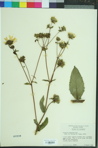 Silphium asteriscus image