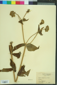 Silphium integrifolium image