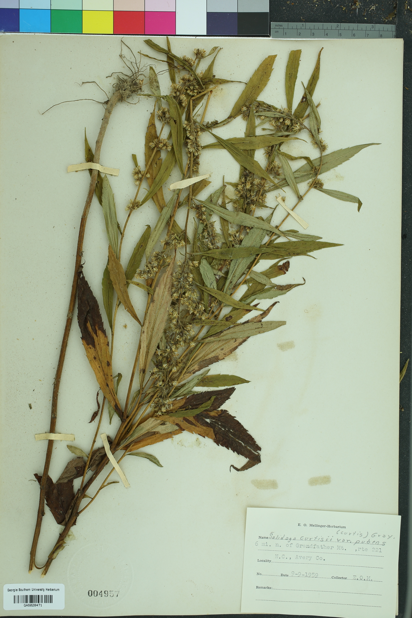 Solidago curtisii image