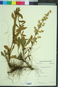 Solidago erecta image