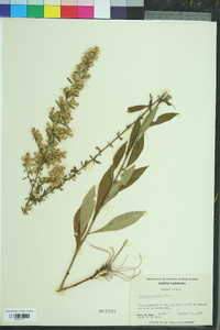 Solidago erecta image