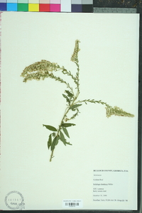 Solidago fistulosa image