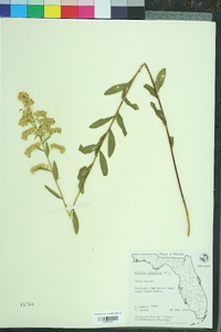 Solidago fistulosa image