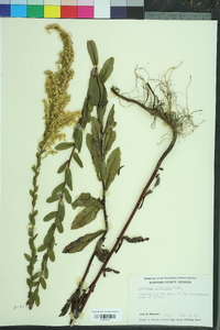 Solidago fistulosa image