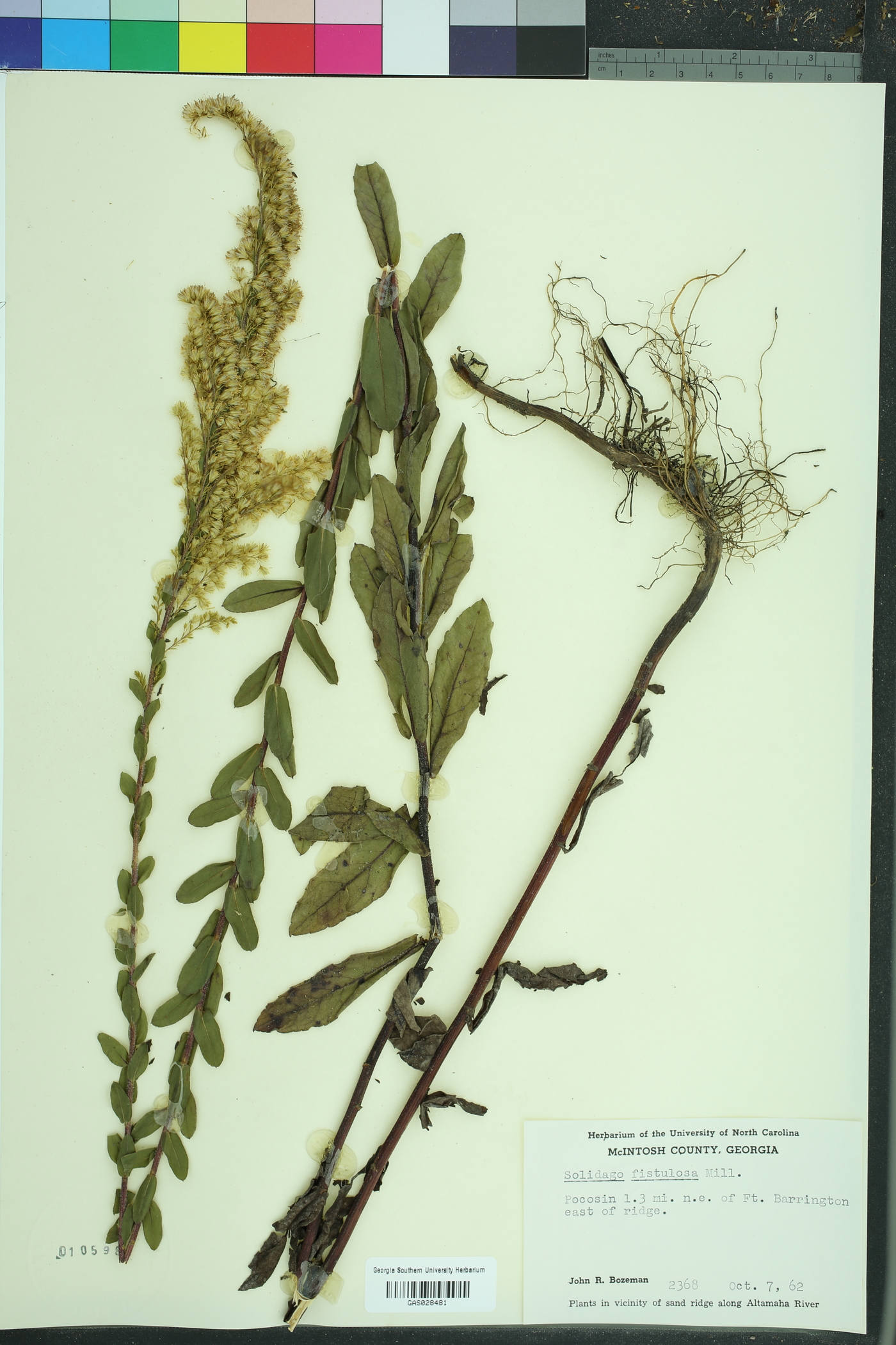 Solidago fistulosa image