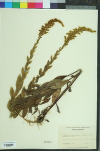 Solidago fistulosa image