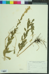 Solidago fistulosa image