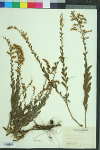 Solidago radula image