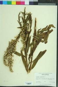 Solidago sempervirens image