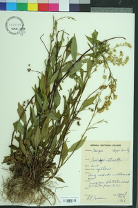 Solidago stricta image