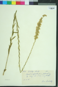 Solidago stricta image