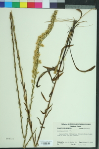 Solidago stricta image