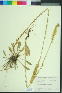 Solidago stricta image