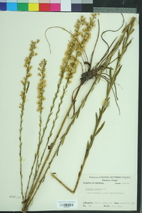 Solidago stricta image